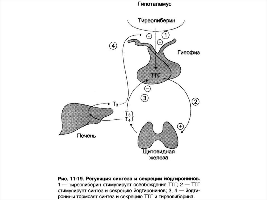 Щитовидная железа секреция. Гипоталамо гипофизарная система регуляции щитовидной железы. Схема регуляции синтеза йодтиронинов. Гипоталамус гипофиз щитовидная железа. Гипоталамус гипофиз щитовидная железа схема.