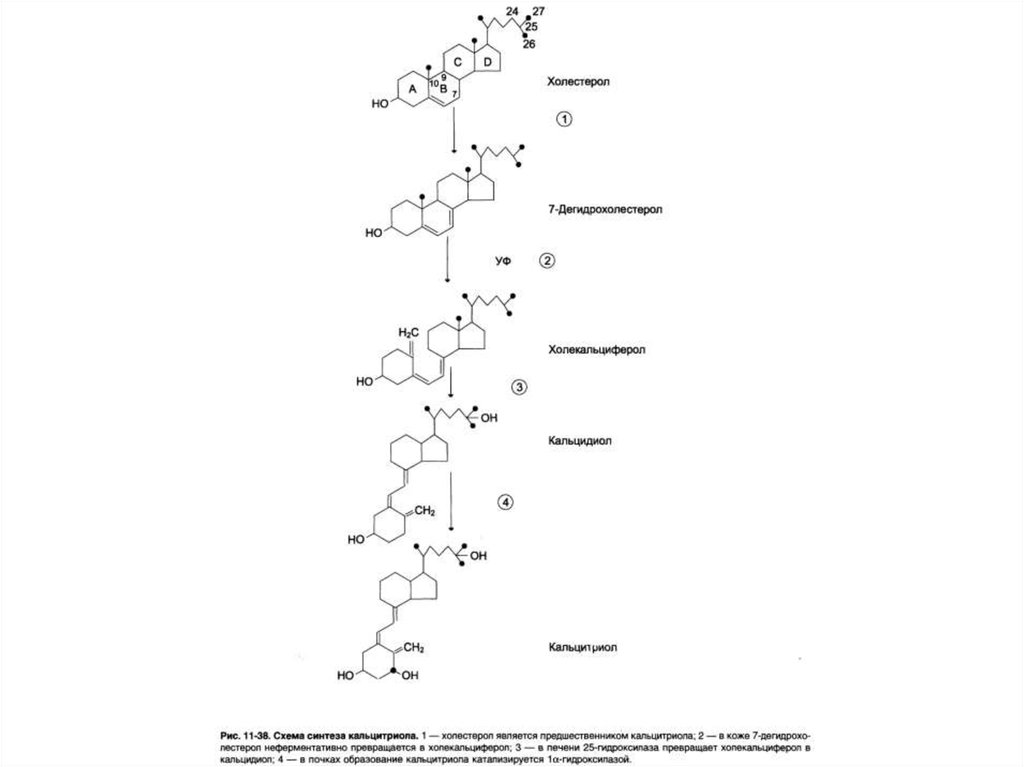 Схема синтеза кальцитонина - 92 фото
