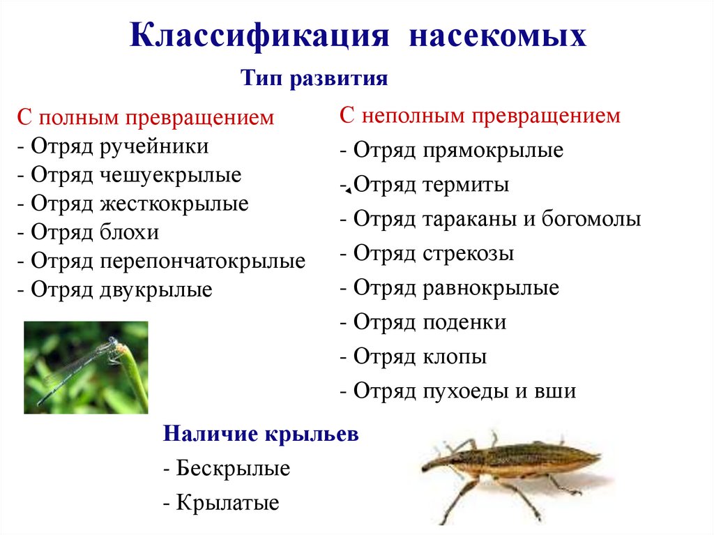 Дать характеристику насекомые с полным превращением. Типы развития насекомых отряды насекомых. Класс насекомые систематика. Типы развития насекомых таблица. Отряды с неполным превращением таблица.