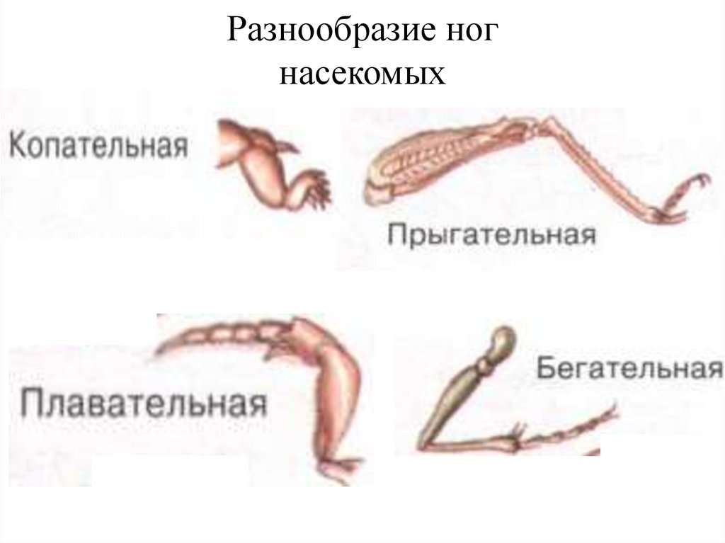 Какими цифрами на рисунке обозначены соответственно прыгательная и копательная конечности насекомых