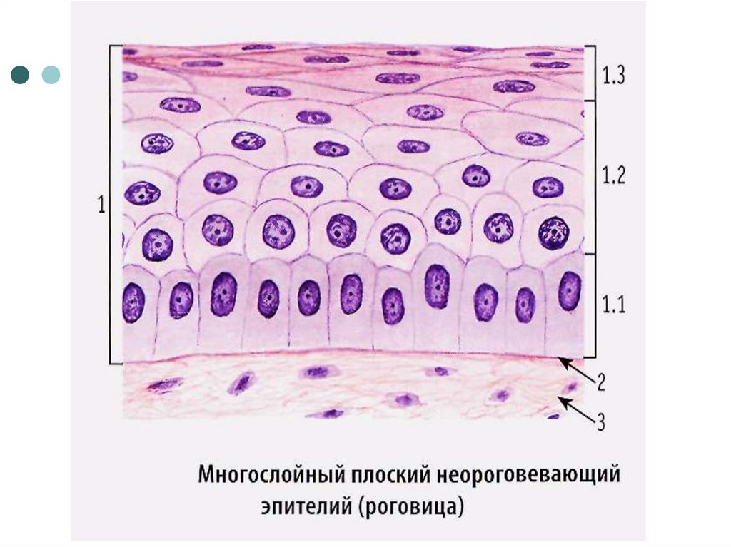 Многослойный неороговевающий эпителий рисунок
