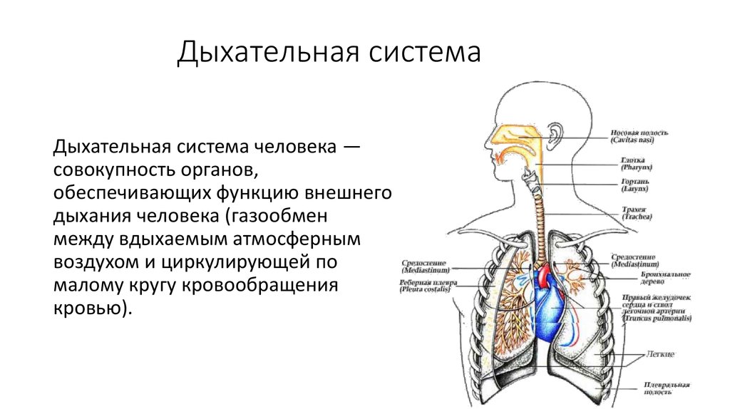 Дыхательные движения регуляция дыхания презентация 8 класс