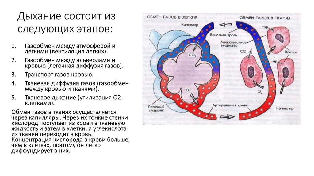 Какие процессы обеспечивают газообмен в тканях