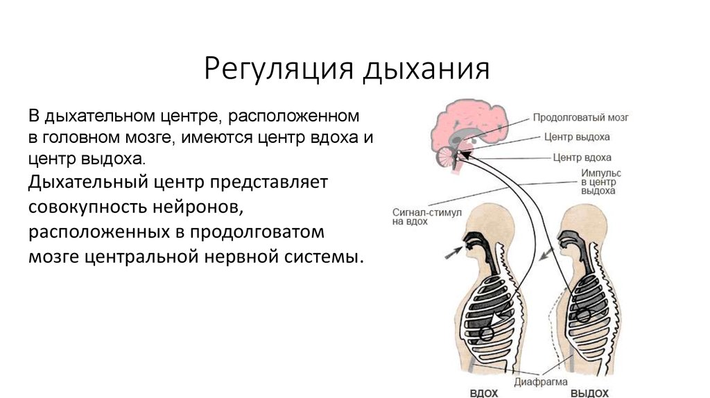 Головной мозг из трех отделов реберное дыхание. Схема регуляции дыхания человека. Нервная регуляция дыхания схема. Схема механизм регуляции дыхания человека. Регуляция дыхания охрана воздушной среды.