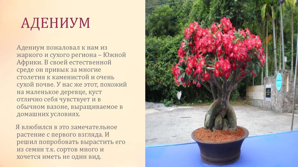 Растение адениум фото и описание