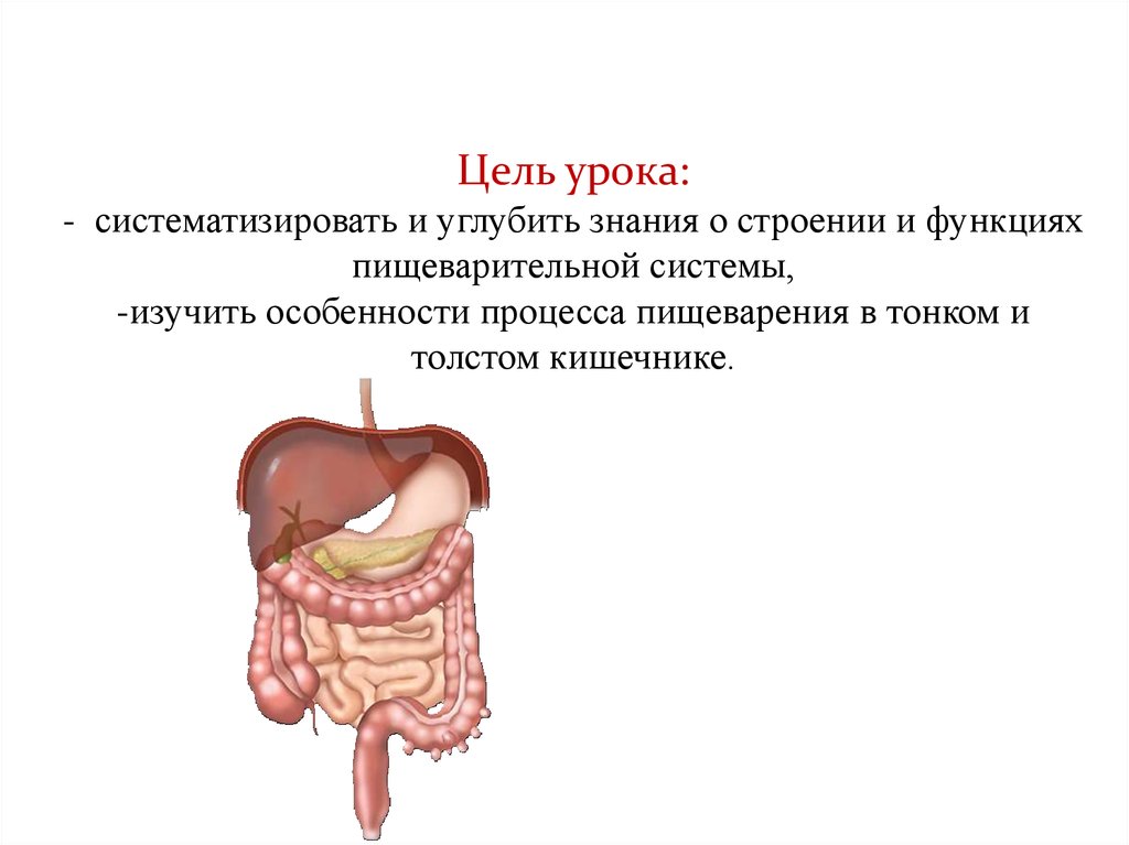 Толстая кишка пищеварительные железы