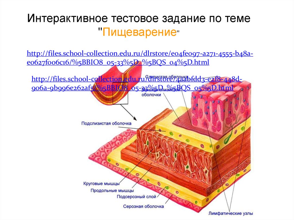 Http files school collection ru. В чем заключается барьерная роль печени. Пищеварение в кишечнике. Барьерная роль печени. Барьерная роль гор.