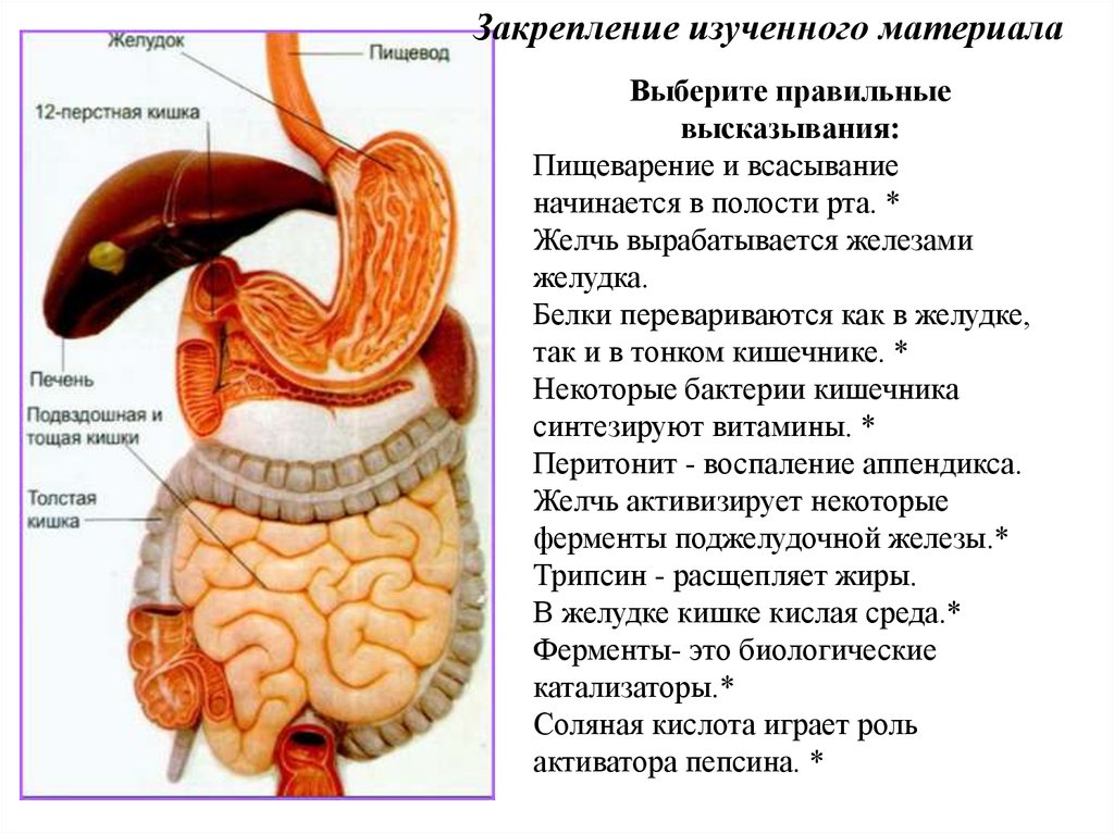 Желчь попадает в кишечник. Желудок 12 перстная кишка тонкий кишечник.
