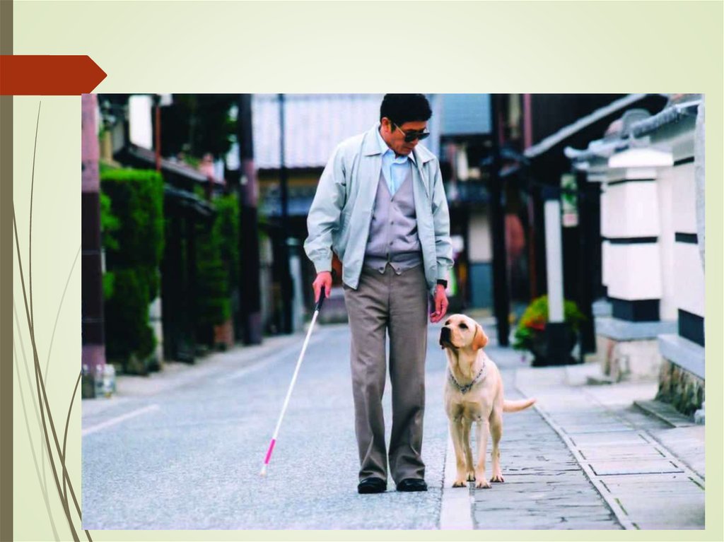 Не способный различать. Собаки-поводыри которые помогают слепым людям. Собаки которые помогают слепым. Собака поводырь картинки. Специально обученные собаки.
