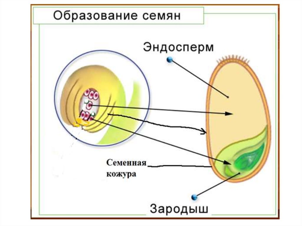 Эндосперм голосеменных