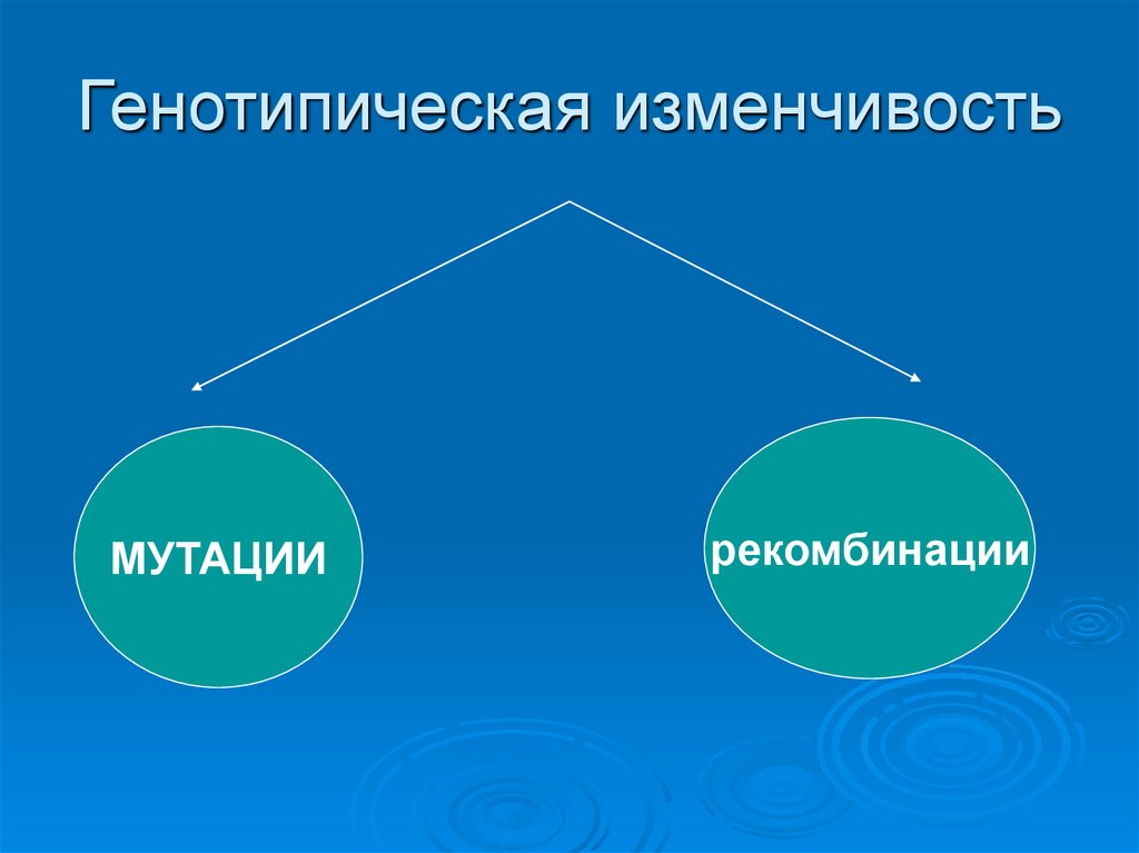 Генотипическая изменчивость