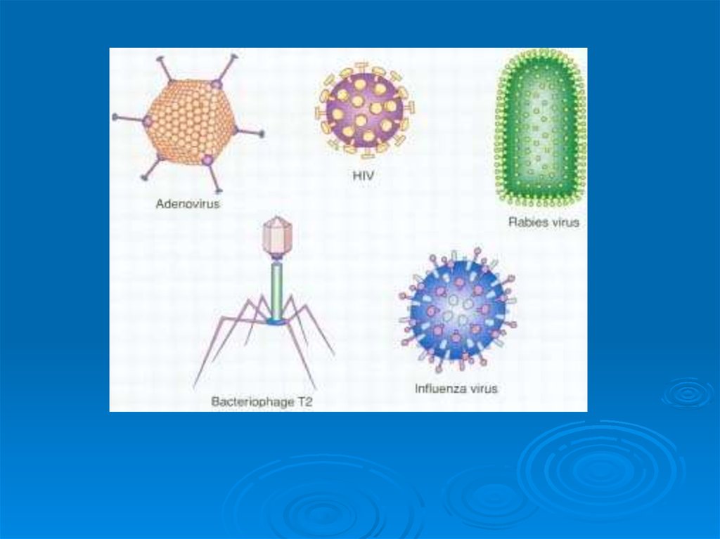 Вирусы размножаются. Вирусы строение и жизнедеятельность размножение. Вирусы особенные этапы.