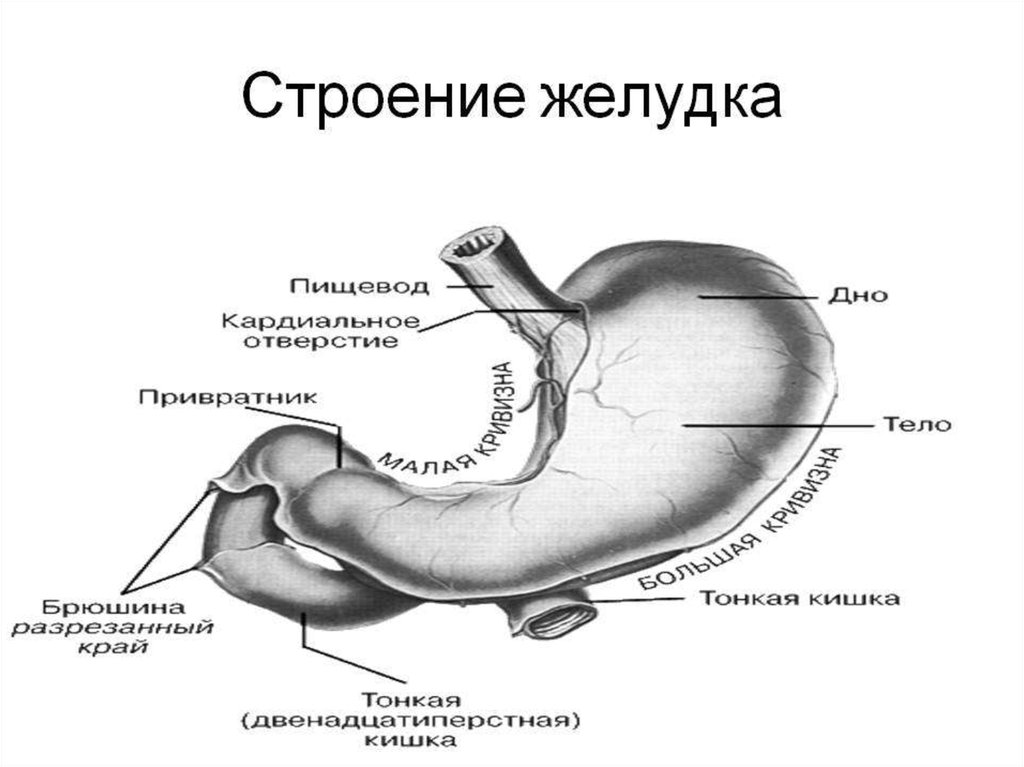 В какой состав органов входит желудок. Строение желудка анатомия части. Желудок внешнее строение топография. Строение желудка человека анатомия схема. Строение желудка привратник.