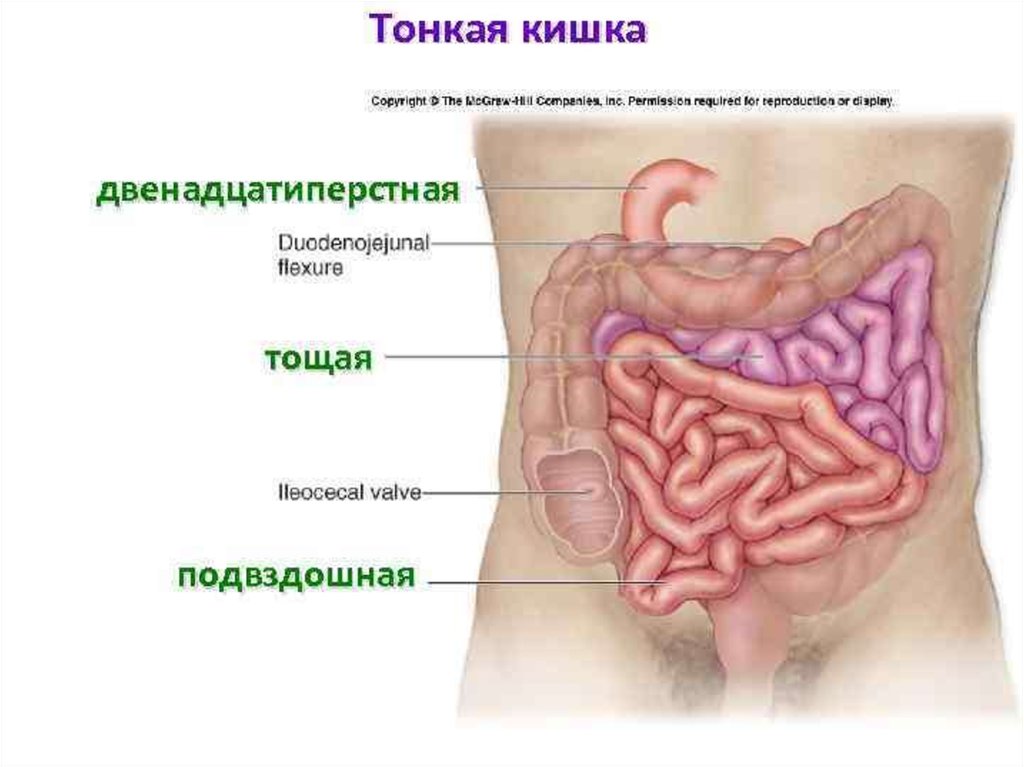 Тонкий кишечник. Тонкая кишка анатомия строение. Тонкий кишечник строение анатомия. Структура тонкого кишечника.