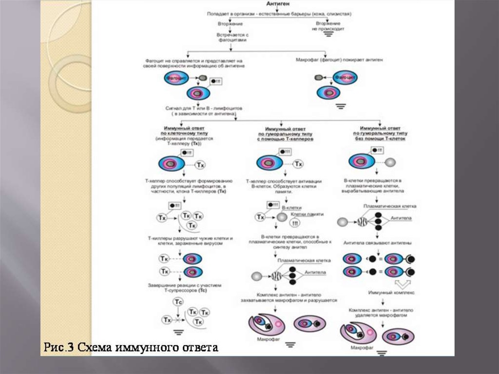 Клеточный иммунный ответ схема для тупых