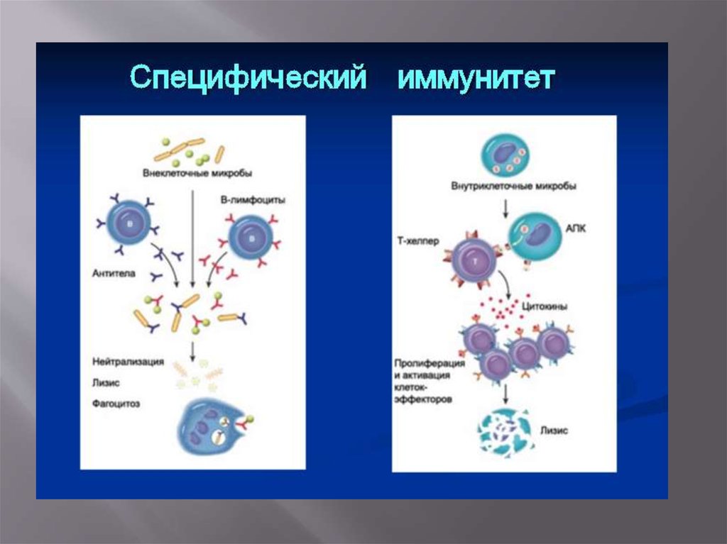 Презентация клеточный иммунитет