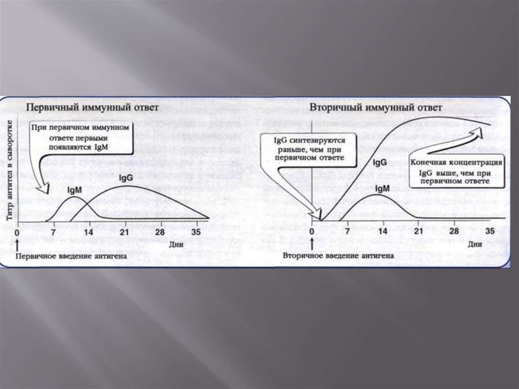 Схема первичный и вторичный иммунный ответ