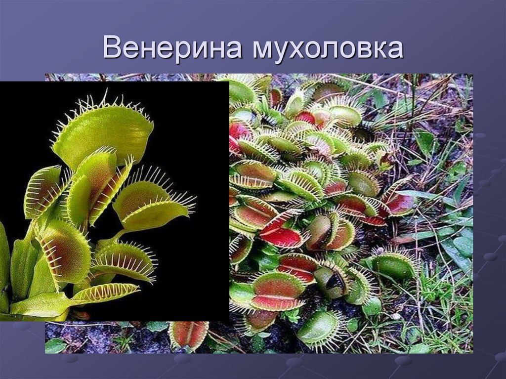 Питание растений хищников. Венерина мухоловка Хищные растения. Систематика Венериной мухоловки.