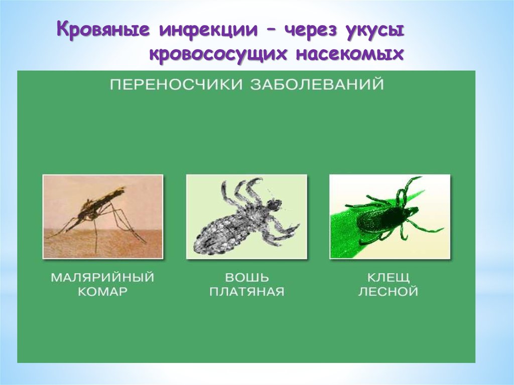 Насекомые вызывающие заболевания. Переносчики заболеваний. Насекомые переносчики заболеваний человека. Таблица насекомые вредители и переносчики заболеваний. Укусы кровососущих насекомых.