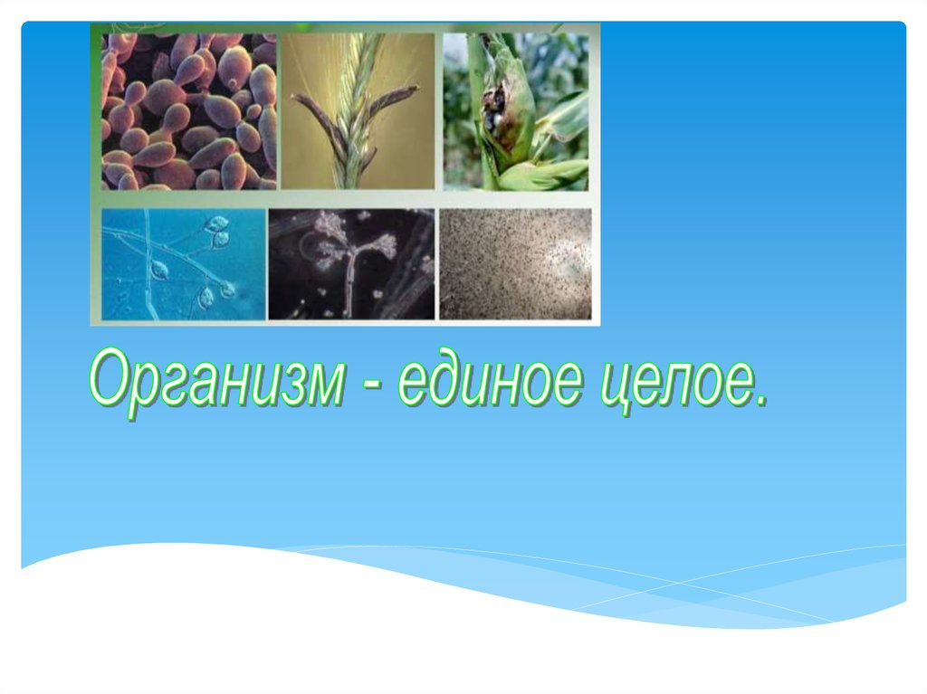 Организм единое целое 5. Организм как единое целое многообразие организмов. Биология организм единое целое. Организм единое целое многообразие организмов 10 класс. Организм человека - единое целое презентация.