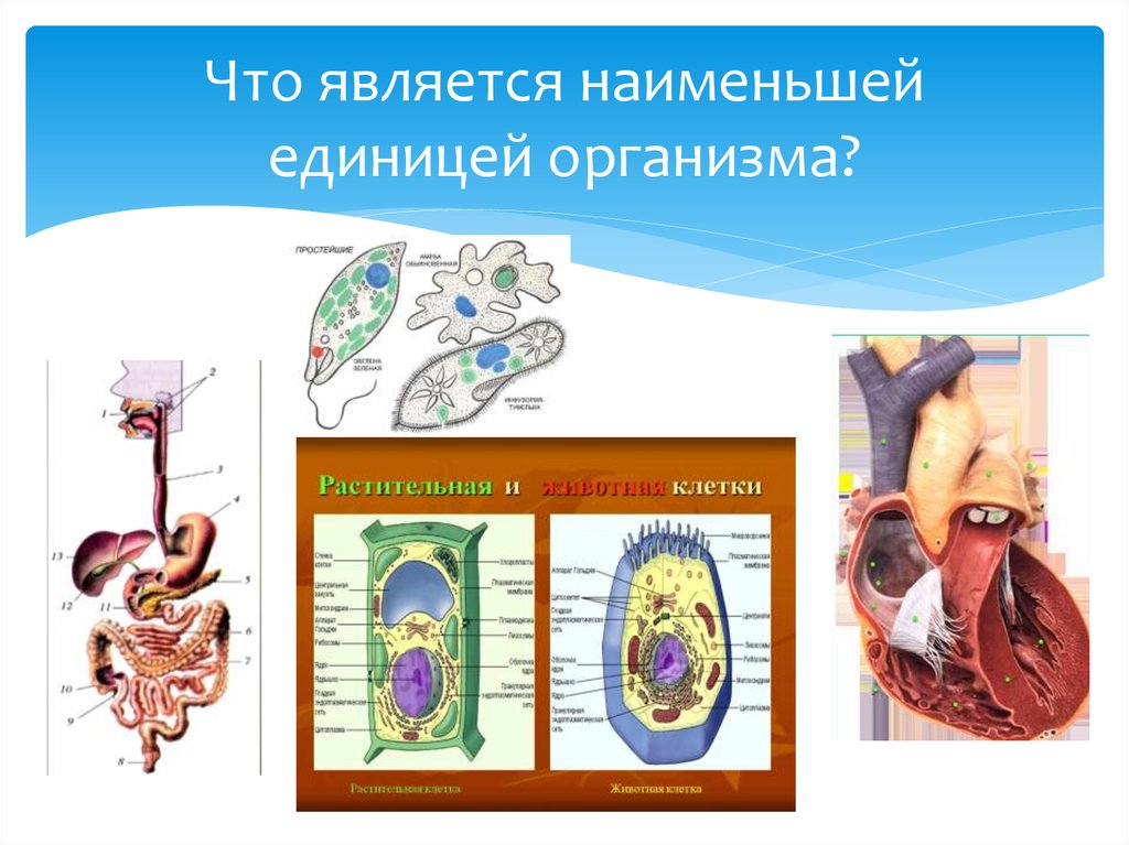 Презентация на тему организм 10 класс