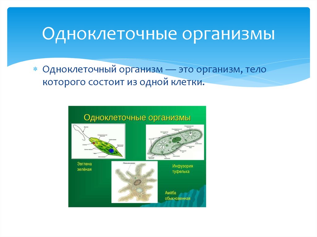 Презентация организмы. Одноклеточные организмы. Клетка одноклеточного организма. Одноклеточные организмы названия. Примеры одноклеточных организмов.