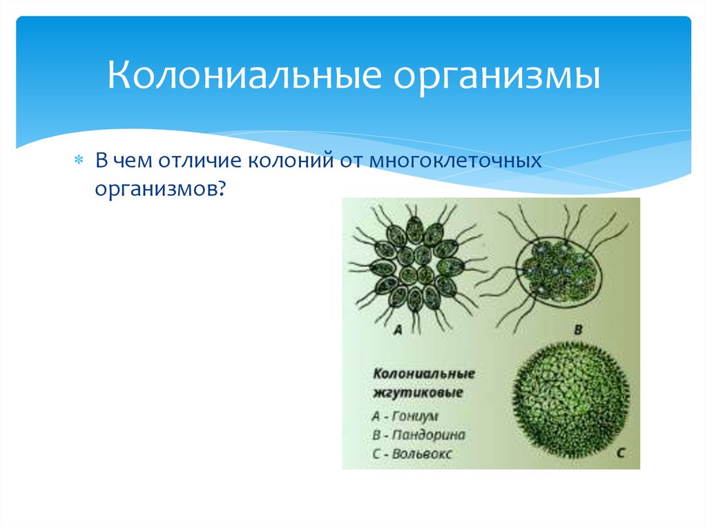 В чем проявляются усложнения организации. Одноклеточные многоклеточные и колониальные. Одноклеточные колониальные и многоклеточные организмы. Колонии одноклеточных организмов колониальный организм. Колониальные жгутиковые простейшие.