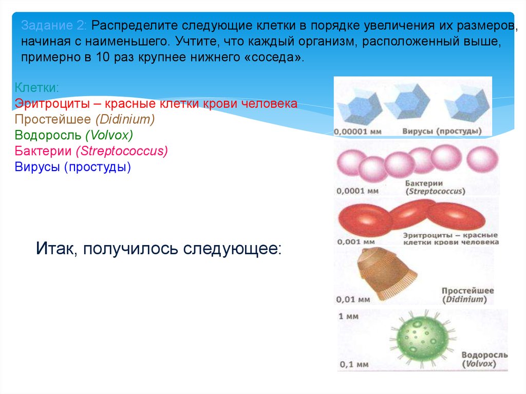 Организм презентация 5 класс. Распределите указанные клеточные структуры по группам..