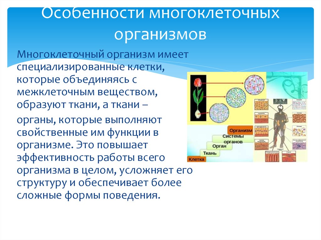 Основные уровни многоклеточного организма. Особенности многоклеточных организмов. Особенности клеток многоклеточных организмов. Характеристика многоклеточных организмов. Особенности жизнедеятельности многоклеточных.