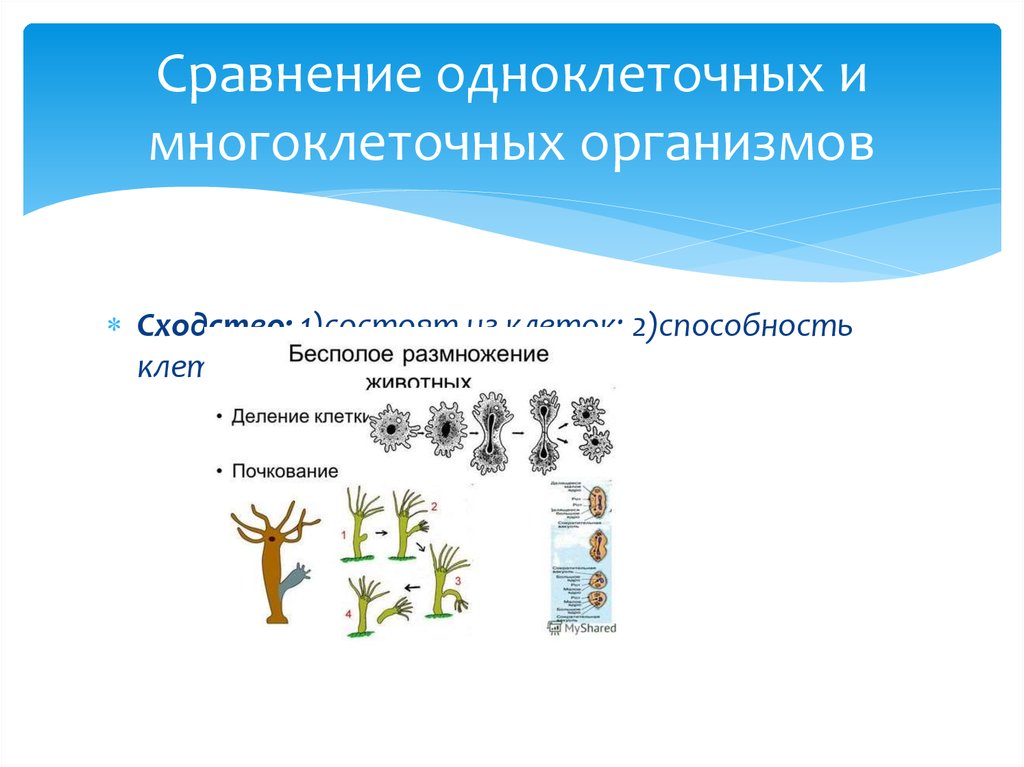 Многообразие организмов. Сходство одноклеточных и многоклеточных организмов. Сравнение одноклеточных и многоклеточных. Сравнение одноклеточных и многоклеточных организмов. Типы питания многоклеточных организмов.