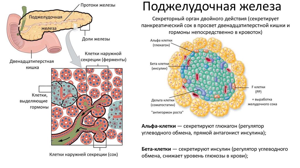 Поджелудочная железа тип железы