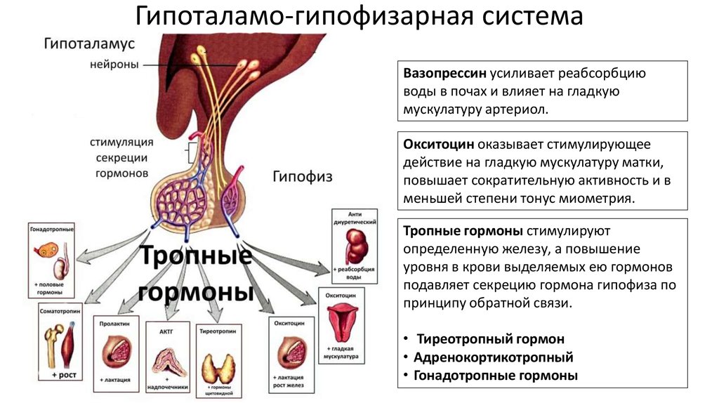Гормоны гипофиза крови. Схема гипоталамо-аденогипофизарной системы. Тропные гормоны гипофиза схема. Гипоталамо-гипофизарный контроль функций периферических желез. Схема действия гипоталамо-гипофизарной системы гормоны.