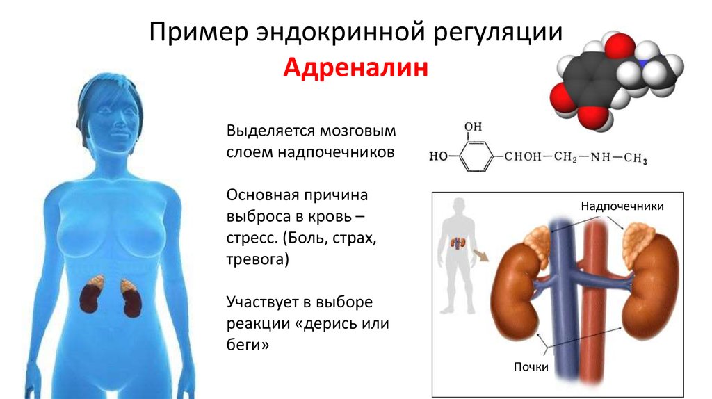 Отметь рисунок на котором изображена железа вырабатывающая гормон адреналин