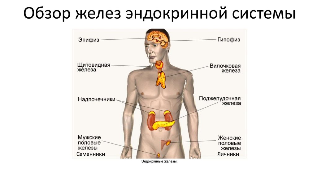 Самые железы. Типы желез внутренней секреции. Тип железы внутренней секреции. Типы желез эндокринной системы. Центральные железы эндокринной системы.