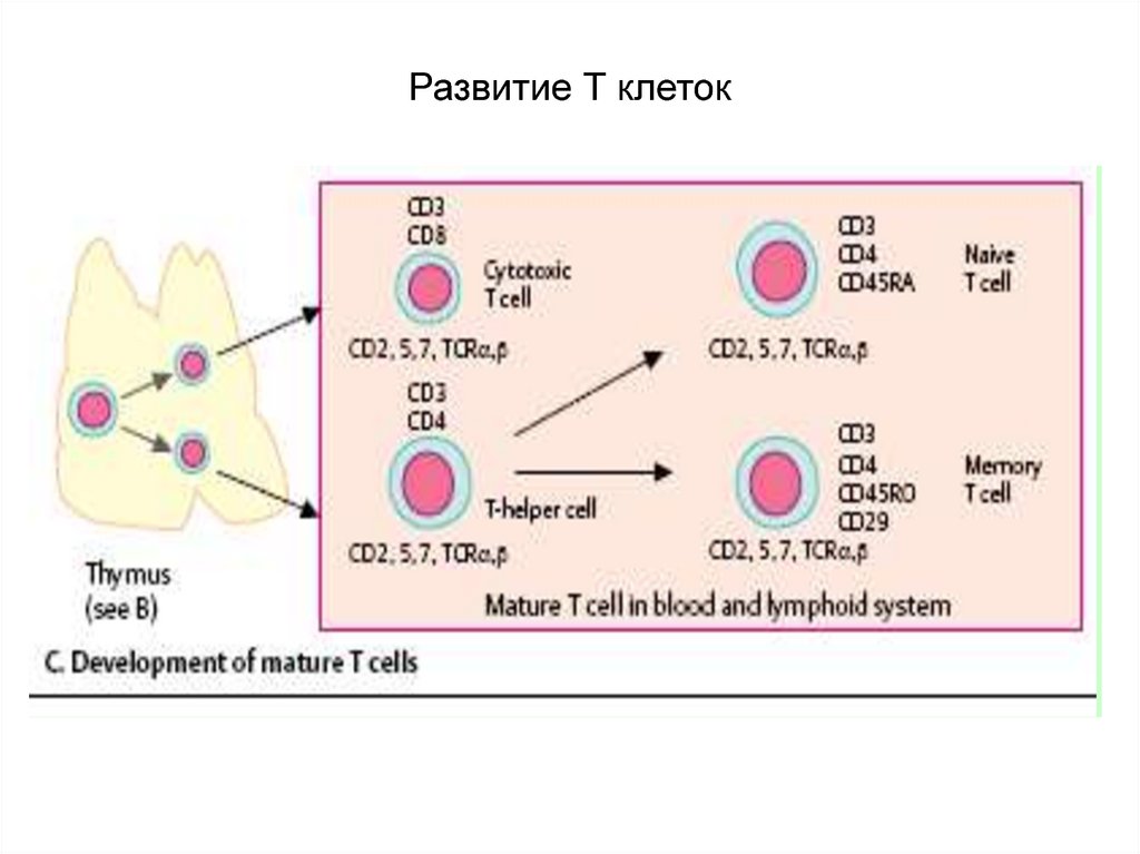 Т развитие. Развитие т клеток. CD клетки. Формирование клетки. CD клетки классификация.