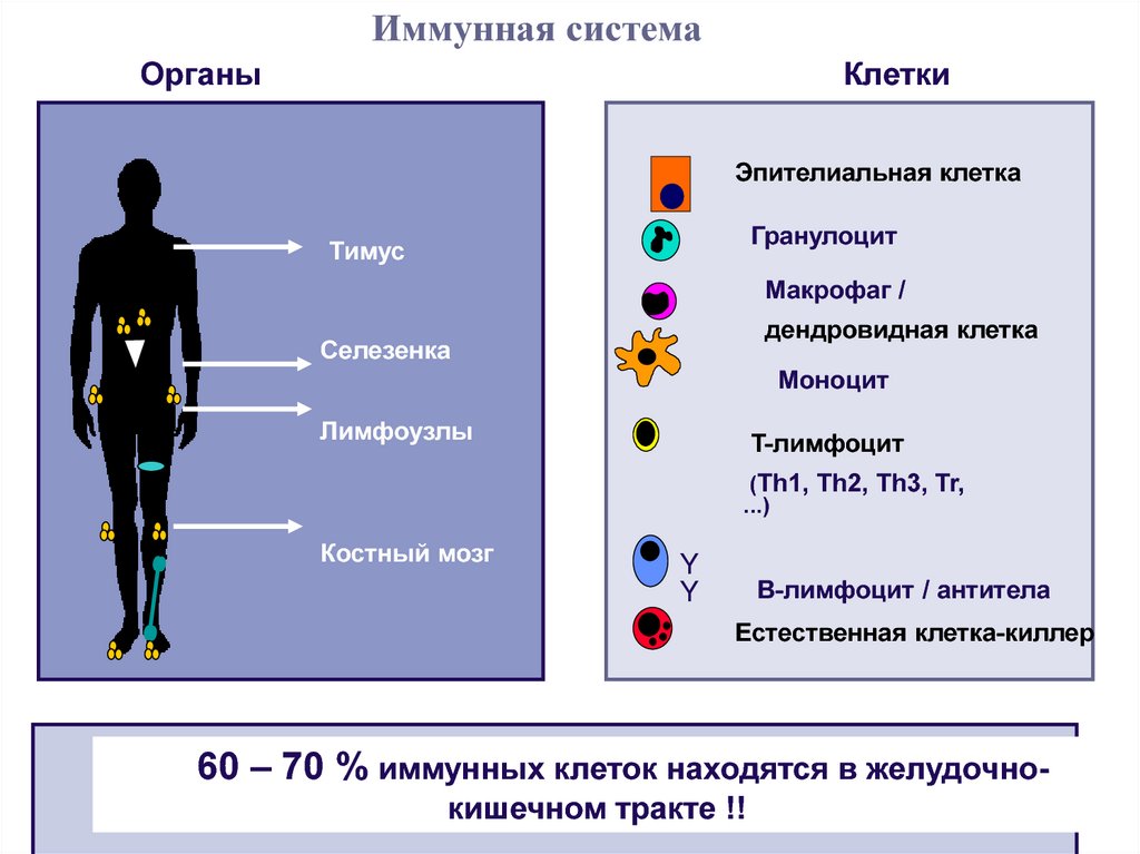 Основные иммунные клетки. Иммунная система человека клетки иммунной системы. Главные клетки иммунной системы:. Клетки иммунной системы человека таблица. Клетки иммунитета и их функции.