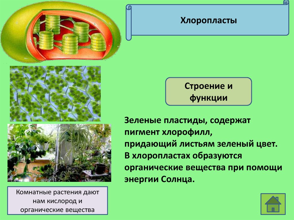 В растении хлорофилл содержится в. Хлоропласты хлорофилл лейкопласты. Зеленые пластиды листа. Пигменты пластид. Хлорофилл и фотосинтез. Хлоропласты зеленые пластиды функции.