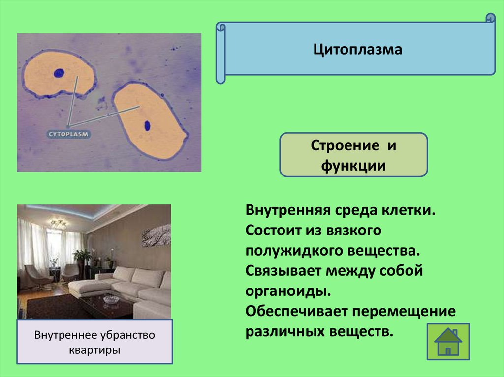 Строение цитоплазмы клетки. Строение и функции структур цитоплазмы. Цитоплазма строение и функции таблица 6 класс. Цитоплазма клетки строение и функции. Цитоплазма строение и функции.