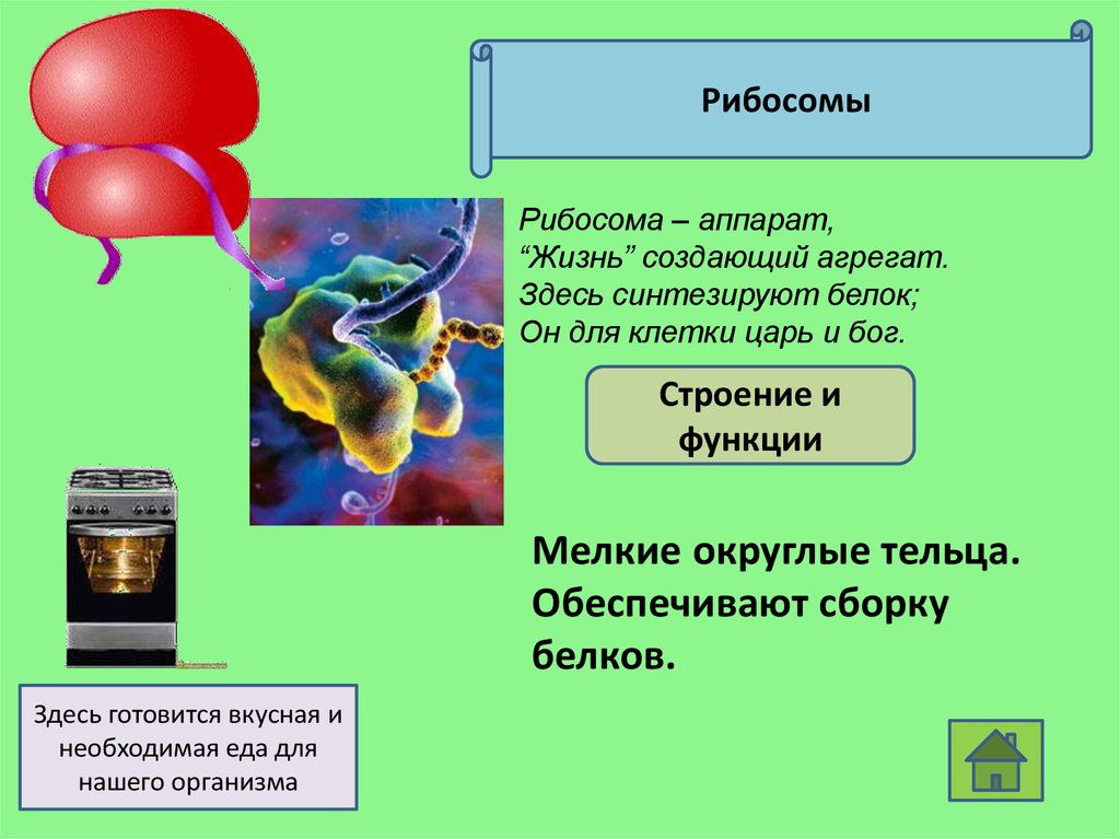 Рибосомы в жгутиках. Структура и функции рибосом. Рибосомы клетки строение и функции. Рибосомы строение и функции 10 класс. Строение рибосом и их функции.