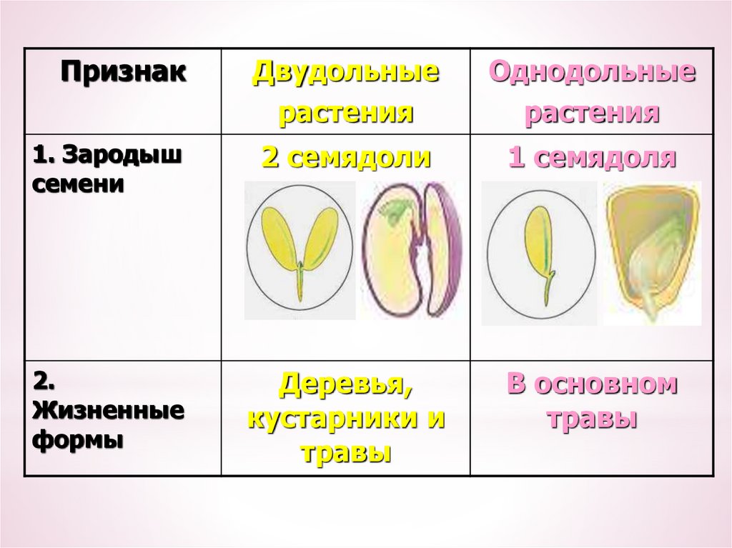 Главное различие двудольных и однодольных. Строение однодольных и двудольных растений таблица. Однодольные и двудольные растения. Однодольные и двудольные растения таблица. Класс Однодольные и двудольные растения.