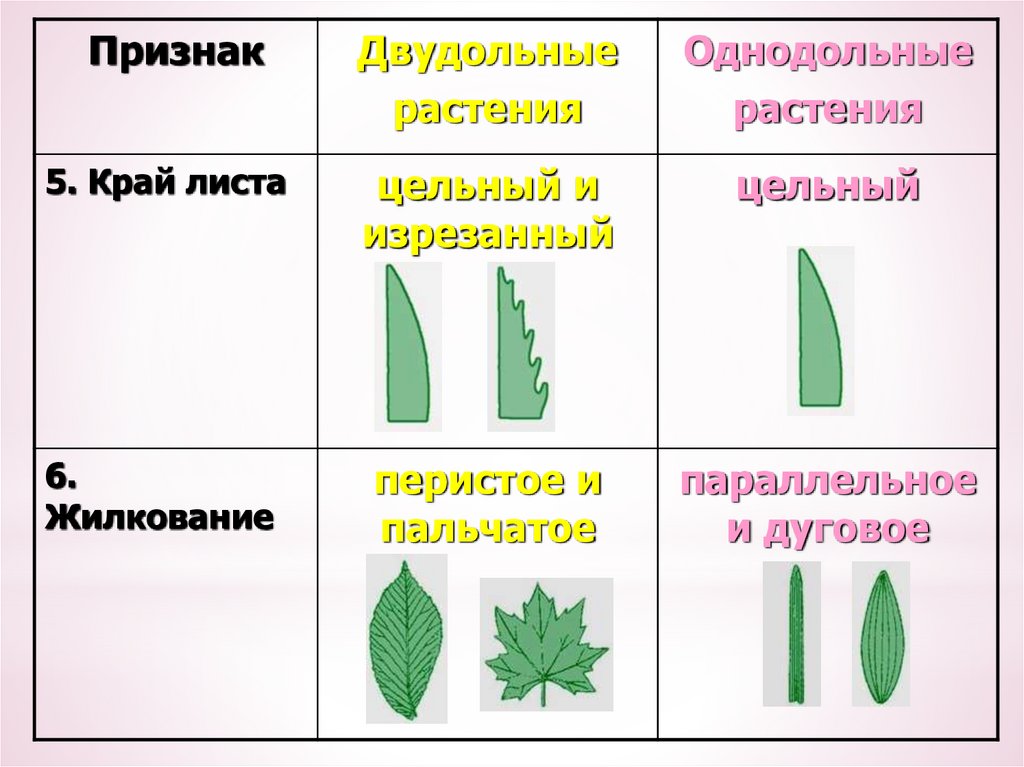 Жилкование листьев у однодольных и двудольных растений рисунок