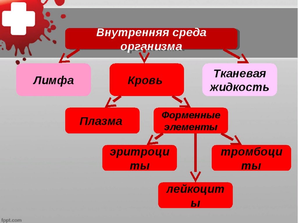 Схема превращения жидкостей внутренней среды организма