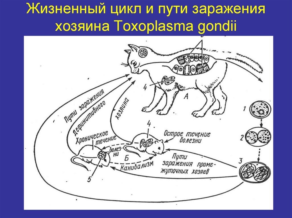 Токсоплазма рисунок с подписями