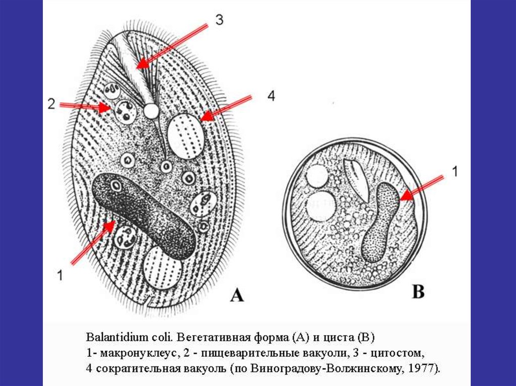 Балантидий строение рисунок