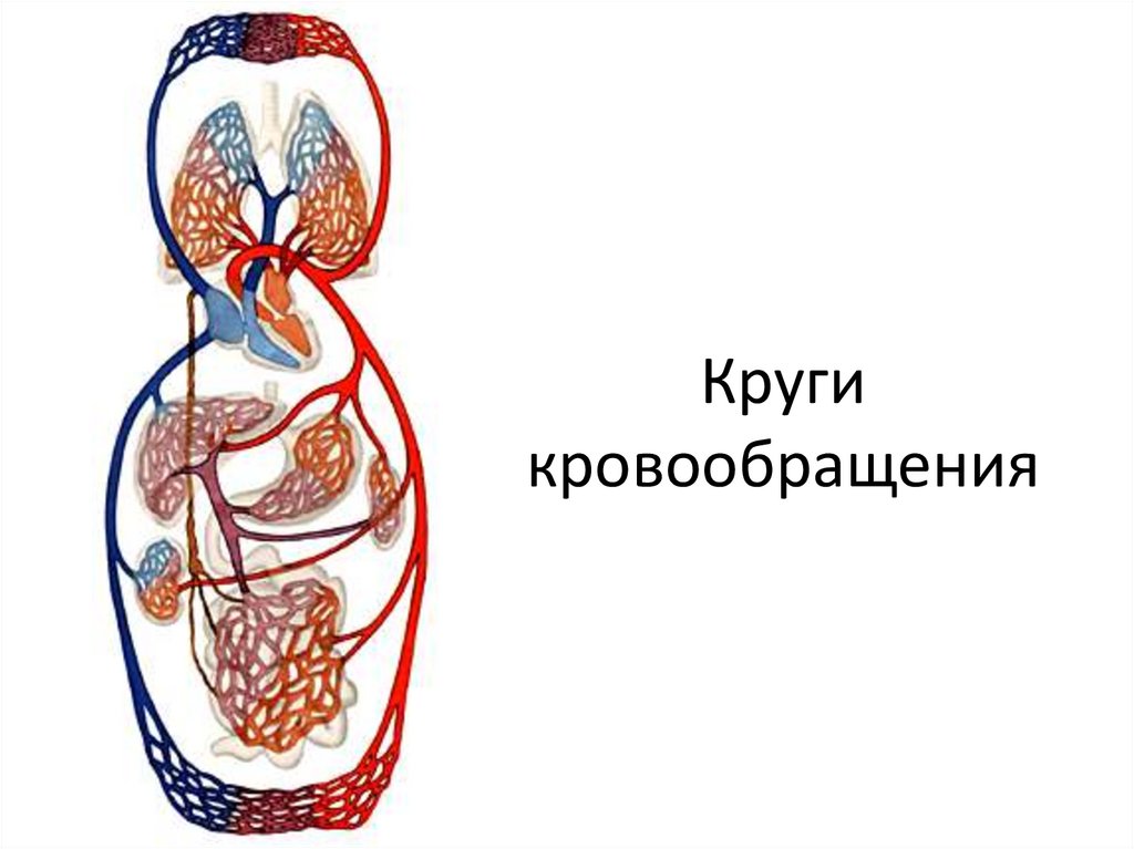 Биология круги кровообращения