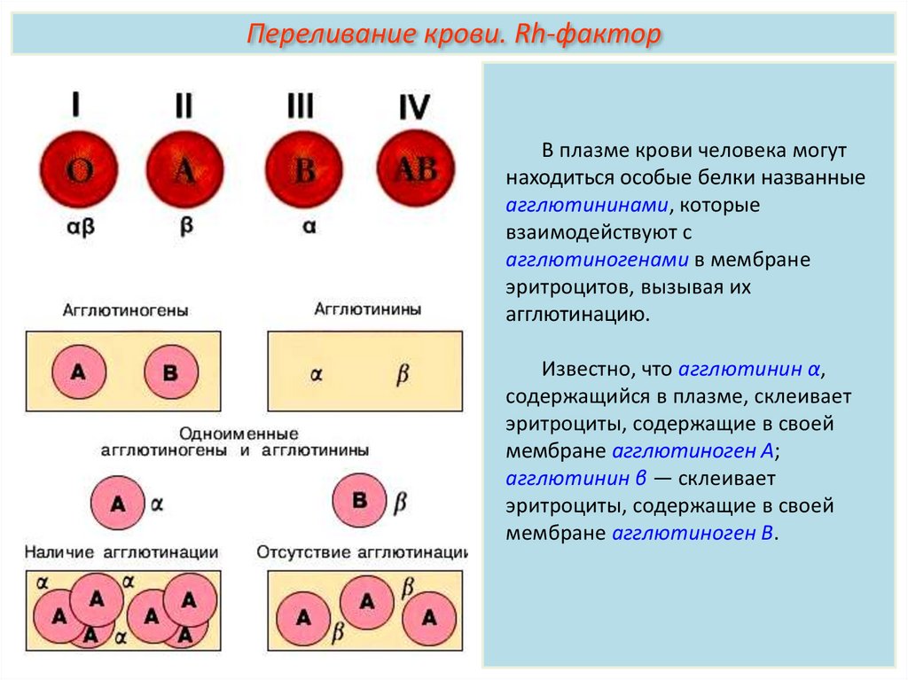 Агглютинин α. Агглютиногены на мембране эритроцитов. Группы крови агглютиногены. Группы крови эритроциты. Агглютинины в плазме.