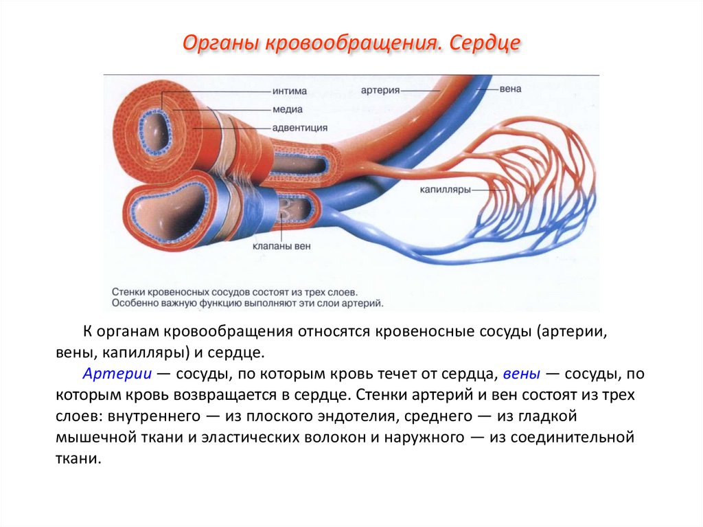 Клапаны имеют артерии и вены