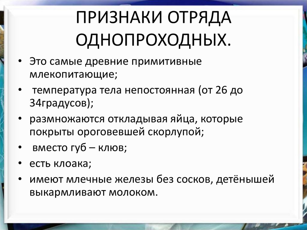 Класс млекопитающие общая характеристика презентация 7 класс