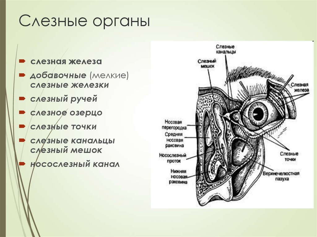Слезные органы