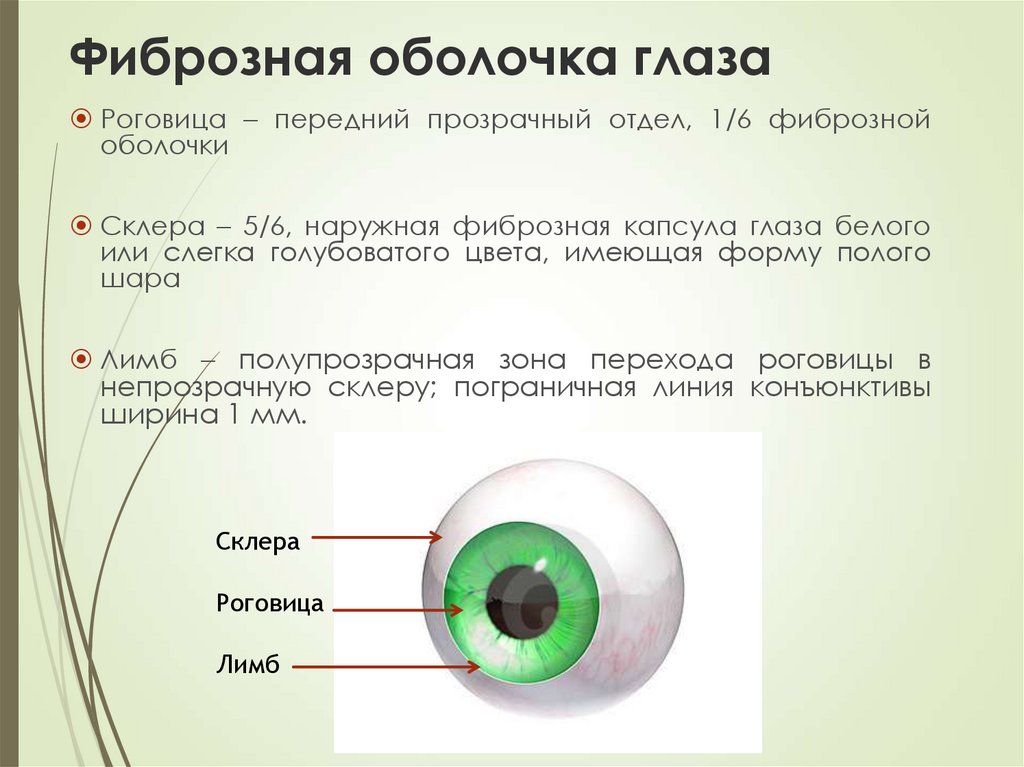 Какой части глазного яблока образуется изображение предмета
